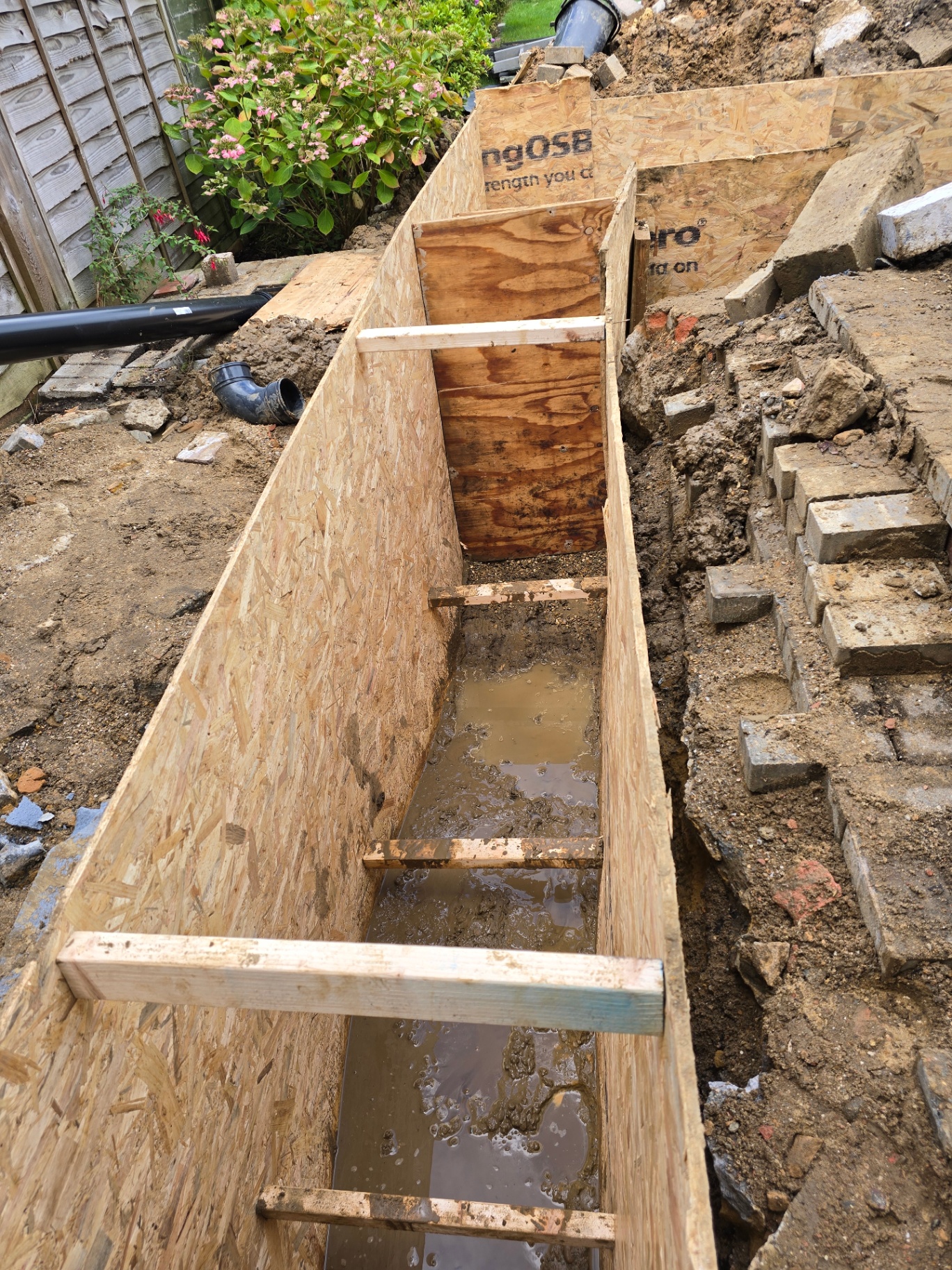 Orpington photo 5